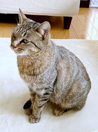 2020年11月30日、家に来た翌日、生後6カ月の楓ちゃん（画像提供：ねここさん）