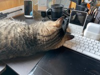 パソコンに横たわる猫ちゃん（提供：マクーさん）