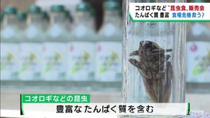 ソース味の食用コオロギなど昆虫食の販売会　ＪＲ仙台駅