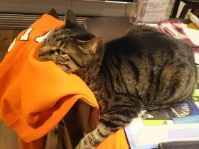 半乗っかり・ひねり込み・茶わん持ちまで！　クセが強い、穏やかで頑固な末っ子猫アル