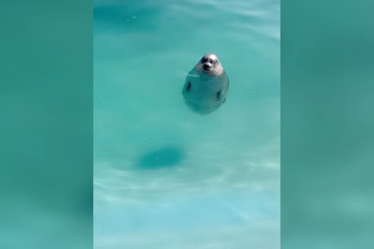 一瞬ヒヤッ……！」水面で“ヘソ天”するカメに3.1万いいね 自力で戻れるの