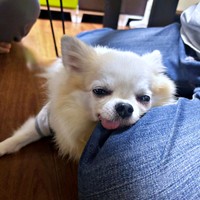 足上にアゴをのせて眠るタケオしゃん（画像提供：じゅんじゅんさん）