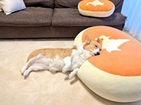 「大」を枕にして「日本地図」が完成しちゃったり…（画像提供：こまち@彩さん）