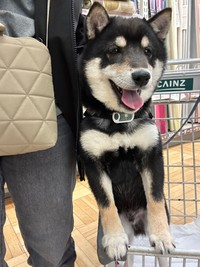 可愛いと褒められた途端に表情がわかりやすく変わるむさしくん（提供：むさしさん）