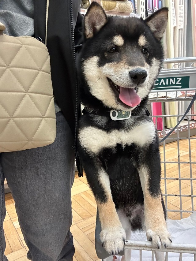 可愛いと褒められた途端に表情がわかりやすく変わるむさしくん（提供：むさしさん）