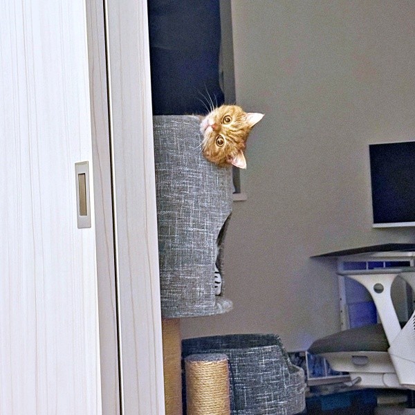 キャットタワーからこちらを見つめるにゃむちゃん（画像提供：にゃむさん）