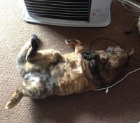 招き猫の仕草を見せるのは、飼い主さん限定