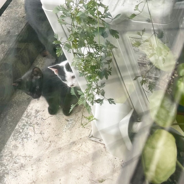 とうとうのぞいていた子猫が3匹ともベランダに入ってきました！（MayaさんのTwitterより）