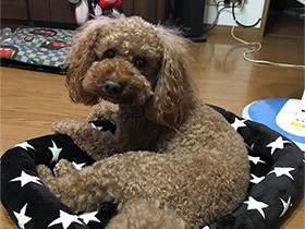 星いっぱいのベッドが好き　トイプードルの「リュウ」