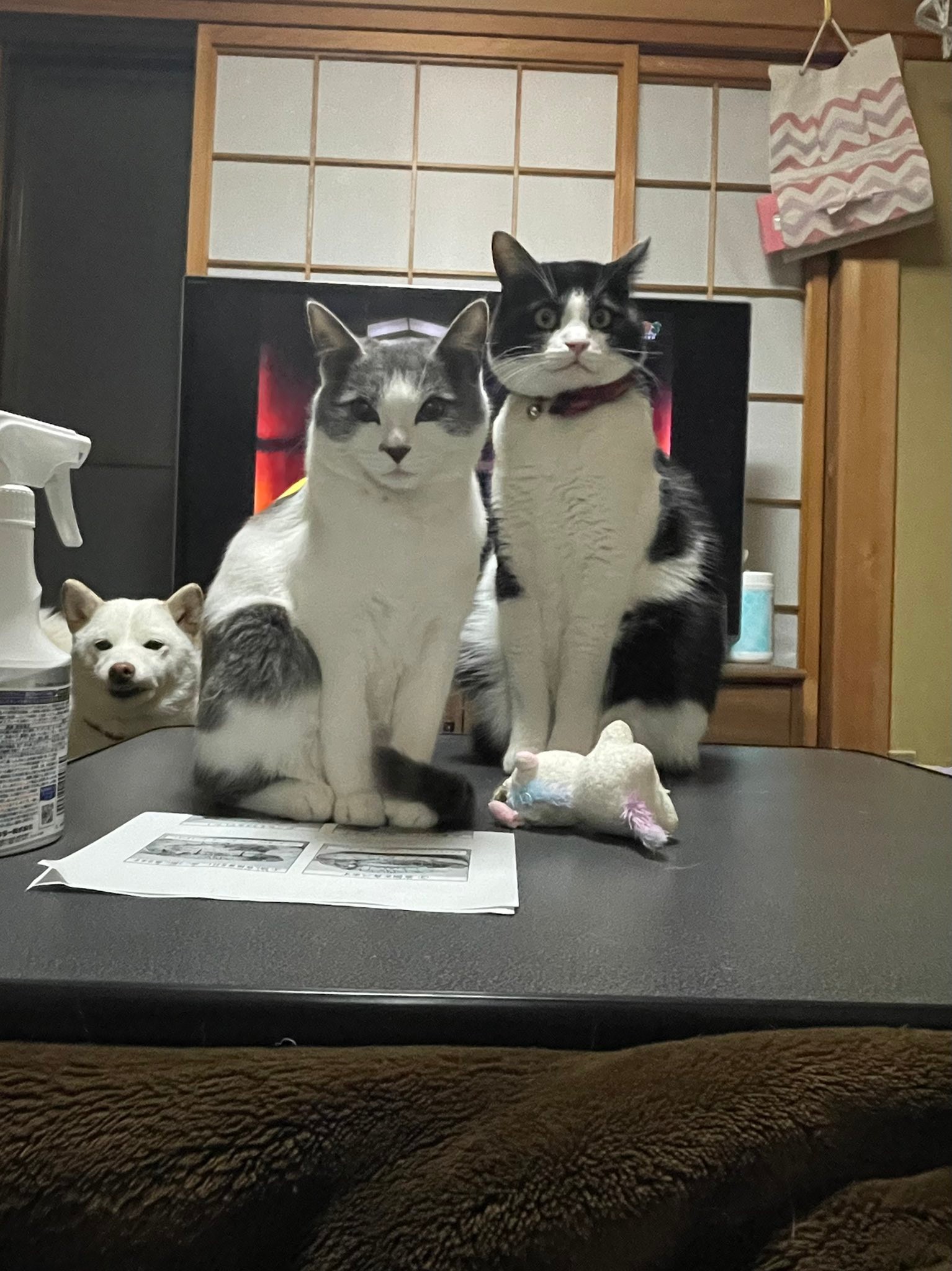 ブレーメンの音楽隊 隙間からじーっと見つめる動物たちの視線の先は ほ とせなnews ブレーメンの音楽隊 隙間からじーっと見つめる動物たちの視線の先は ほ とせなnews