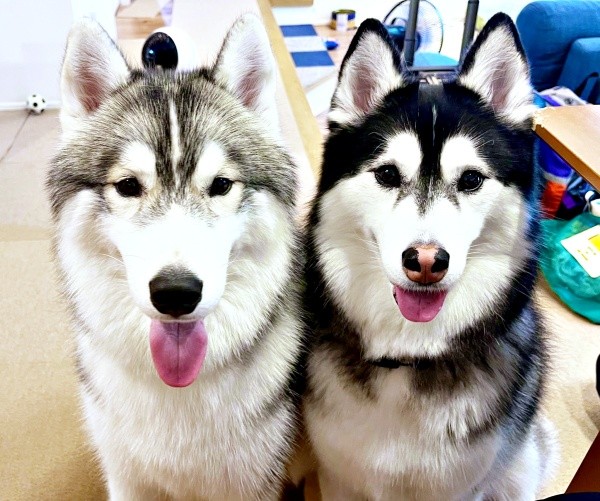 にっこり笑顔がキュートな（左から）レオくん、ルーナちゃん（画像提供：ルーナ レオさん）