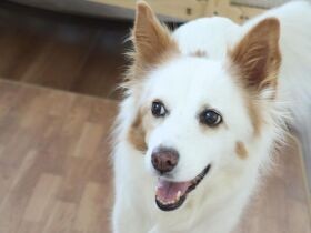発作で倒れてしまう雑種犬「まるこ」　家族に守られ笑顔あふれる日々に　