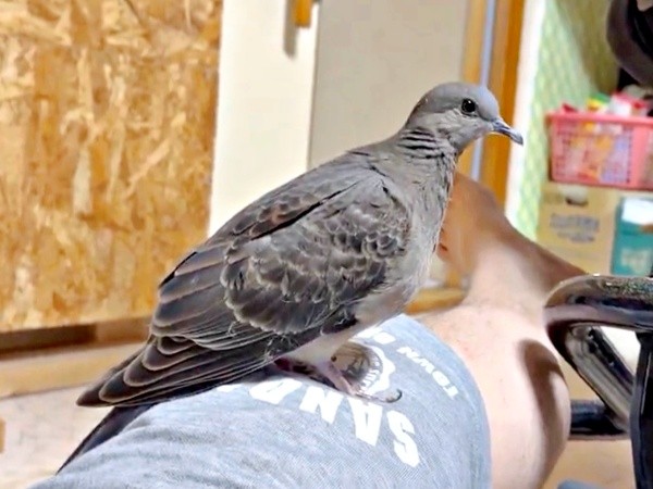 パパが帰宅するとすかさずそばに来るリンちゃん（画像提供：ぽぅぽぅのいる世界さん）