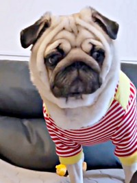 「今、島忠って言った？」確認するような表情を浮かべるむさしくん（画像提供：パグのむさしさん）