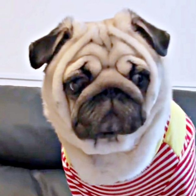 「今、島忠って言った？」確認するような表情を浮かべるむさしくん（画像提供：パグのむさしさん）