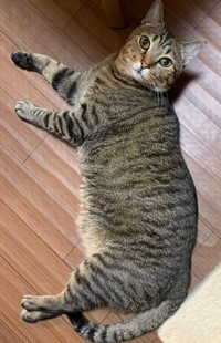 立派に成長してイケニャンになったさくらくん（画像提供：さくら＆すみれさん）