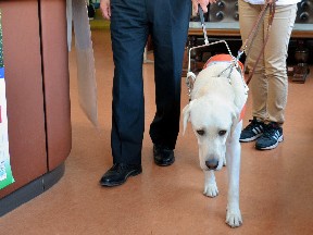 ラブラドルの盲導犬、町長も体験　「障害者にも住みやすく」