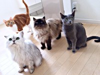 先住猫たちと茶白のゴンちゃん（左奥）。（左手前から）ロビーくん、そらくん、はなちゃん（画像提供：こげめちゃん）