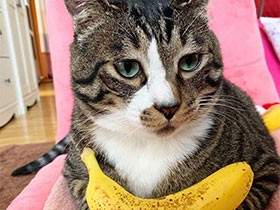 バナナが小さく見える？？ ビッグサイズのキジトラ「ノンタン」
