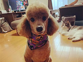 トリミングでスッキリ！　イケワンでしょ？　トイプー「レオン」