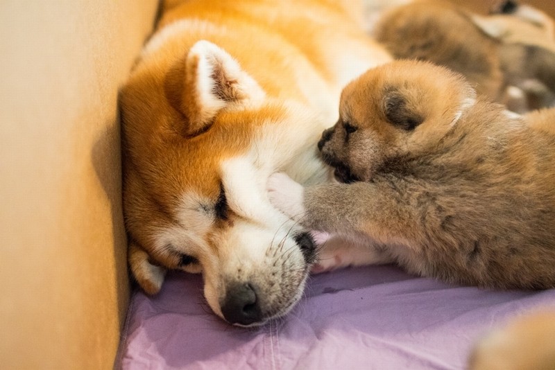 生後３週目　『秋田犬のおやこ』より　（酒巻洋子　写真・文　/ 翔泳社 )