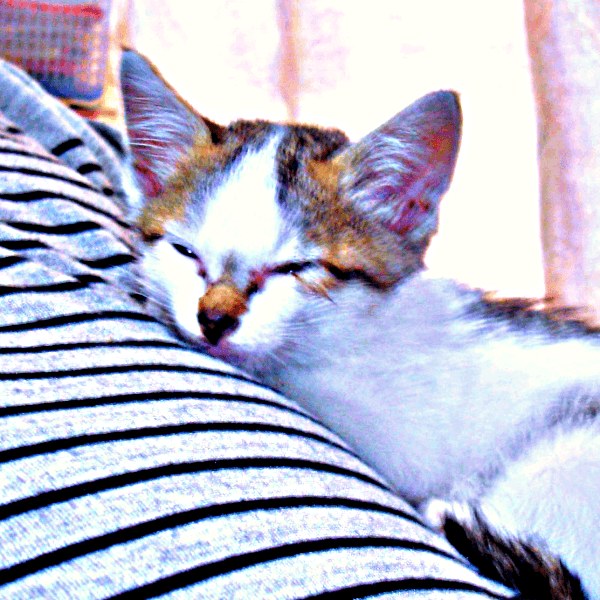 ザリガニに挟まれて…保護されたみぃ～みぃ～ちゃん（画像提供：みぃ～みぃ～ちゃんとジャミラズさん）