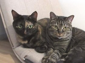 猫様の大好物、ウェットを切らした！　代わりの品に意外な反応