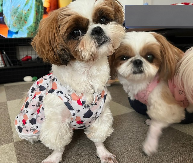 お洋服を着ると自然な感じに＝シーズーのまるとおまめとこいもさん（@maruomamekoimo）提供