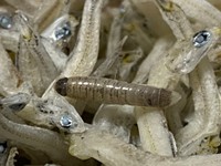 魚に寄生するウオノエの幼生も（猫ひさしさん提供）