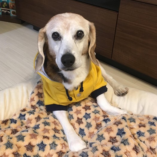 マーケティング担当の津田さんが学生時代から共に過ごしたソフイ。別れの時、制度を使って心の整理ができた（マース提供）