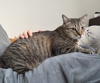 愛猫の存在は、自宅療養の心の支えにもなった