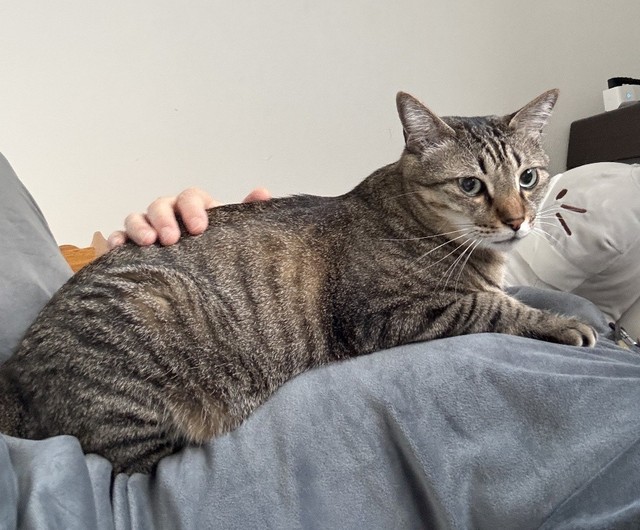 愛猫の存在は、自宅療養の心の支えにもなった