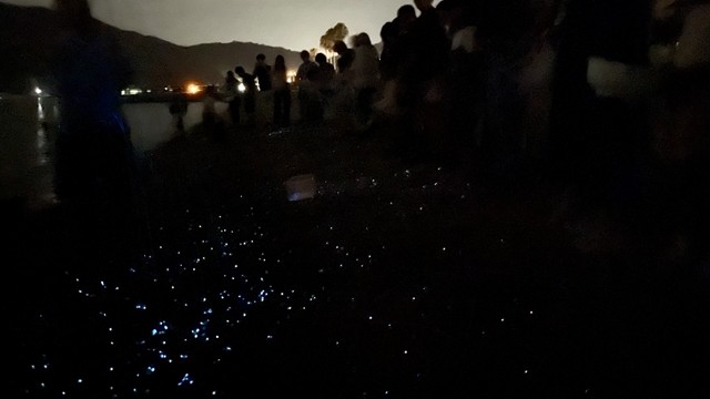 香川県小豆島町のオリーブビーチで開かれた観察会