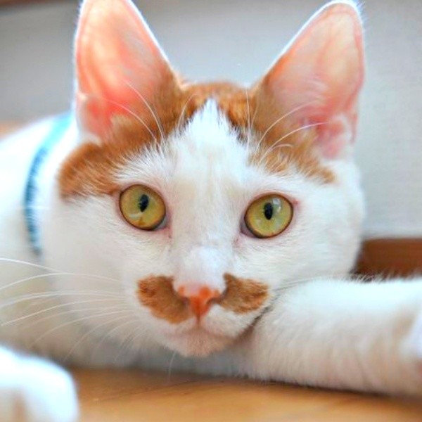 話題になったポッケくんの“リアルドラえもん”ショットとは…（画像提供：ポッケとニケさん）