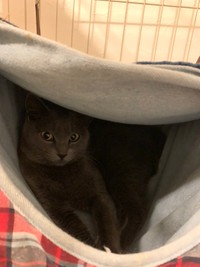 ハンモックがお気に入りで一日中出てこないことも