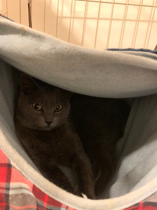 ハンモックがお気に入りで一日中出てこないことも