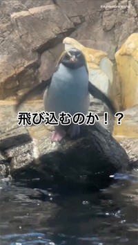 最初に投稿された実況動画はキタイワトビペンギンの「飛び込み」より（動画よりキャプチャ／提供：アドベンチャーワールド）