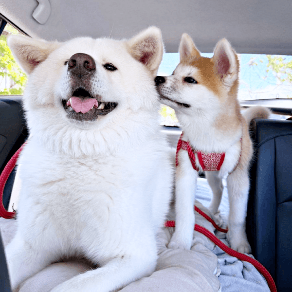 車でお出かけ中のひとコマ。（左から）姫ちゃん、縁ちゃん（画像提供：姫ちゃん縁ちゃん）