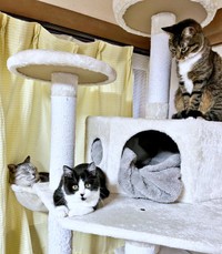 キャットタワーに勢ぞろい！ （左から）しじみくん、あんこちゃん、みとんちゃん（画像提供：しじみとんさん）