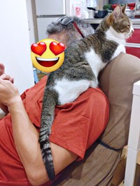 肩に乗ってくつろぐティダさん（画像提供：むうむうとネコさん）