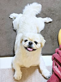 後ろ足パカーン！ ニコニコ笑顔のとろろくん（画像提供：ペキニーズのとろろさん）