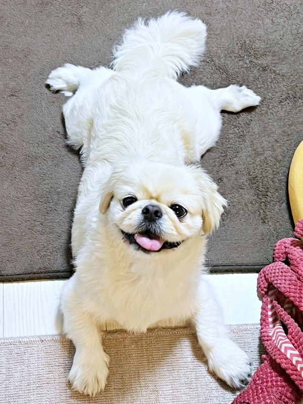 後ろ足パカーン！ ニコニコ笑顔のとろろくん（画像提供：ペキニーズのとろろさん）