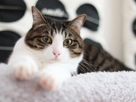 投げたおもちゃを持ってこれるよ！　まんまる顔の「Juju」