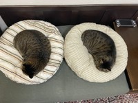 ゆきちくんはもう1匹の保護猫フクくんと、毎日仲良く過ごしてます（なみおさん提供）