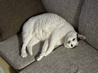 ソファで独特な寝相を見せるえんくん（ななみさん提供）