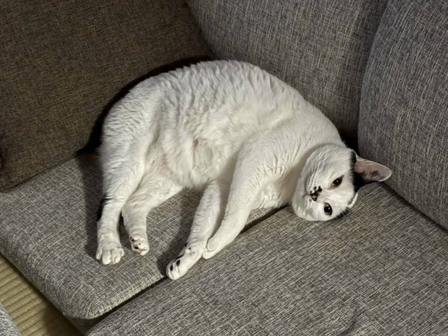 ソファで独特な寝相を見せるえんくん（ななみさん提供）