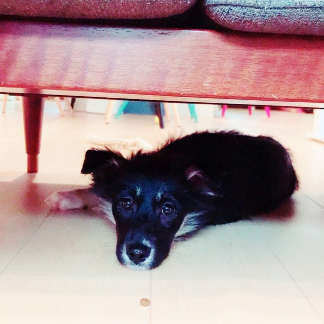 お迎え直後、家具の下でくつろぐみかんちゃん（画像提供：うーさんみーさん）