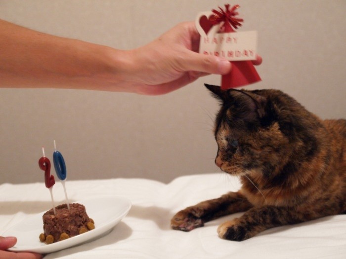 たれちゃんの２０歳の誕生日。羊毛フェルト作りは晩年の看病の合間に生まれた　（提供写真）