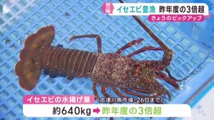 宮城・南三陸町でイセエビが豊漁　昨年度の水揚げ量の３倍超　乱獲への懸念も…