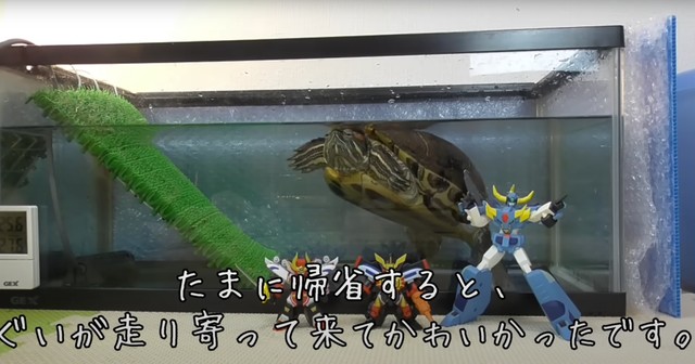 ぐいちゃんは人懐っこいのだとか／飼い主さん提供